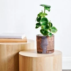 Coupon ❤️ Australia Only - EDEN 16cm Warlu Mina Mina Dreaming 3 Indigenous Planter Other 👍 10 Coupon ❤️ Australia Only - EDEN 16cm Warlu Mina Mina Dreaming 3 Indigenous Planter Other 👍 -Eden shop 225deddbec9d45aa9f060456d2b46724