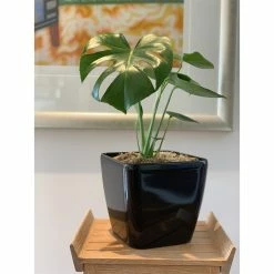 Cheap 🤩 Australia Only - Eden 22cm Black Square Self Watering Planter ⭐ -Eden shop 6393d5581a3142d2b46b82e06024d89d