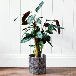 Budget ⌛ EDEN 16cm Warlu 👩 Womens Dreaming 2 Indigenous Planter Other - To Australia ⌛ -Eden shop c1c3a1615b4e4a3b8dd940f411122333