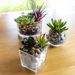 Best deal ๐งจ EDEN 8cm Glass Square Planter Clear - To Australia ๐คฉ 7 Best deal ๐งจ EDEN 8cm Glass Square Planter Clear - To Australia ๐คฉ -Eden shop dcc560e411b449be97bf125cb0279b21